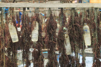 Close-up of fish for sale