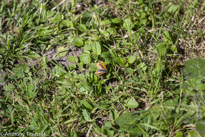 High angle view of plants growing on field