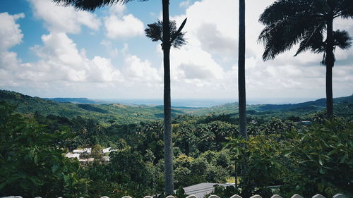 Panoramic shot of trees against sky