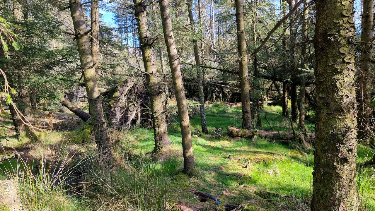 VIEW OF TREES IN THE FOREST