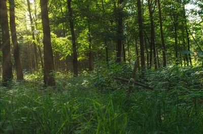 Scenic view of forest