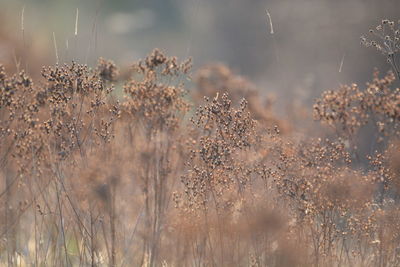 Close-up of dry plants on field