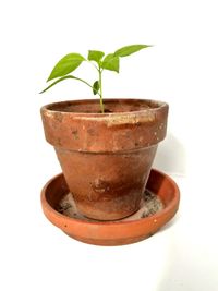 Close-up of potted plant against white background