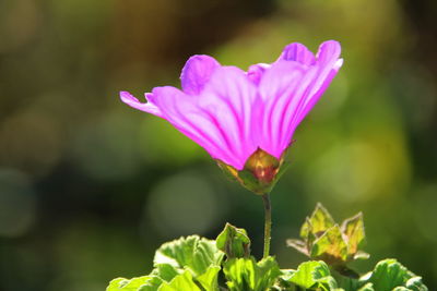 Close-up of purple flowering plant