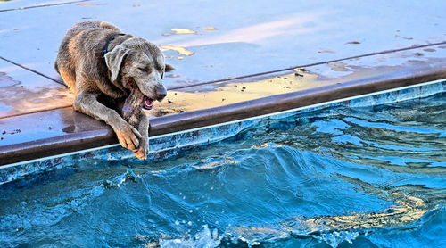High angle view of dog drinking water in swimming pool
