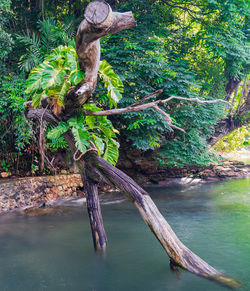 Driftwood on tree by river in forest