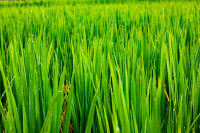 Full frame shot of crops growing on field