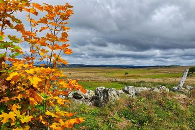 Scenic view of field against sky during autumn