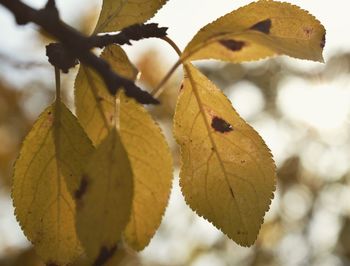 Close-up of maple leaf during autumn