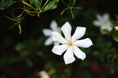 Close-up of frangipani blooming outdoors