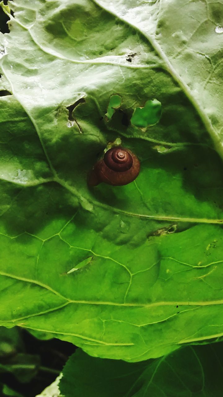 animal themes, leaf, green color, animals in the wild, one animal, insect, wildlife, close-up, nature, plant, high angle view, growth, beauty in nature, selective focus, ladybug, day, no people, outdoors, natural pattern, green