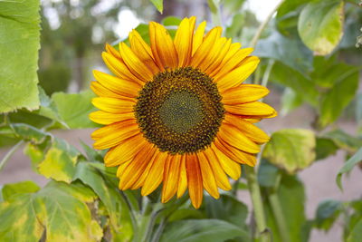 Close-up of sunflower