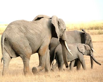 Elephant on landscape