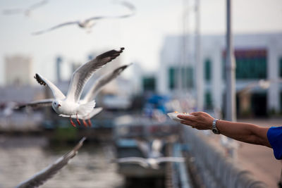 Close-up of seagull flying over city