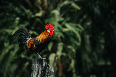 Close-up of rooster