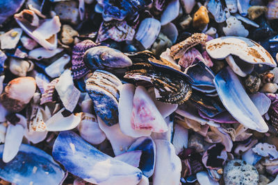 Full frame shot of shells for sale