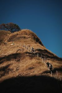 Horse on hill against clear blue sky