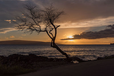 Silhouette tree on beach against sky during sunset