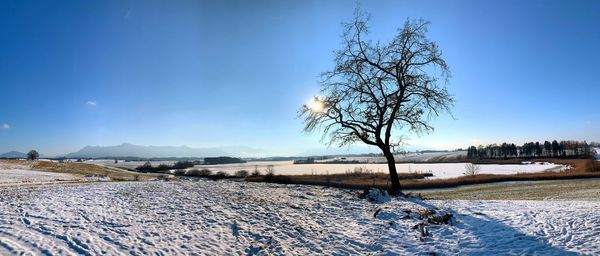 Bare trees on snow covered land against blue sky