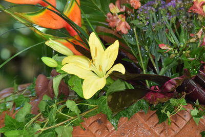 Close-up of yellow flowers