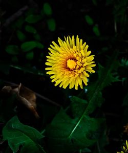 flowering plant