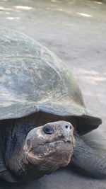 Close-up of tortoise