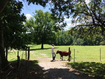 Full length of horse standing on field