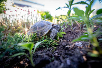 Close-up of lizard on field