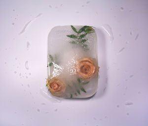 Directly above view of fish in container