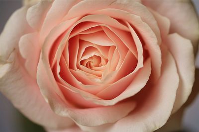 Close-up of pink rose