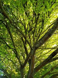 Low angle view of bamboo trees in forest