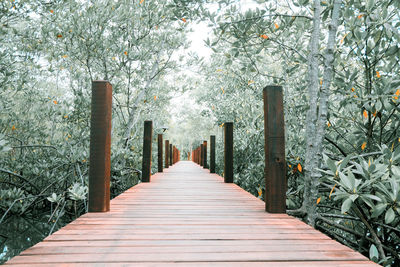 Footpath amidst trees in park