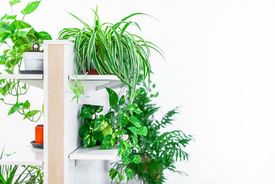 Potted plant against white background