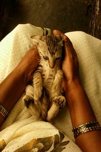 Close-up of hand holding cat relaxing on bed