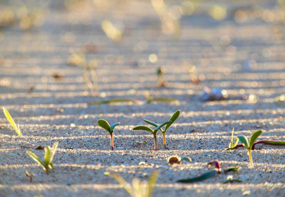 Close-up of leaves on sand