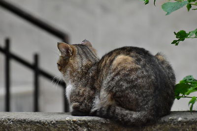 Cat sitting on wall