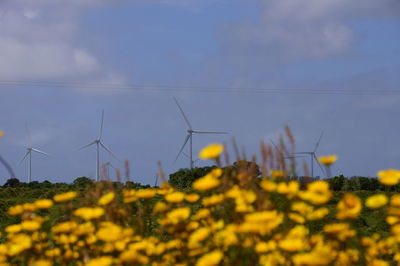 Scenic view of sunflower field against sky