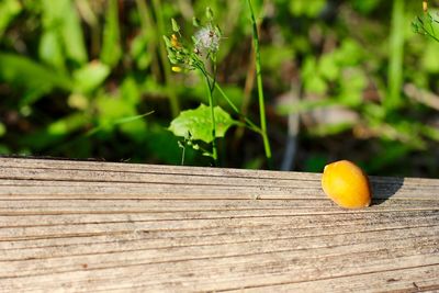 Close-up of fruit on wood