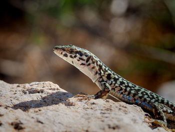 Close-up of lizard