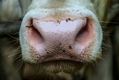 Close-up of cow's nose