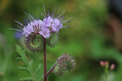 Close-up of purple thistle flower