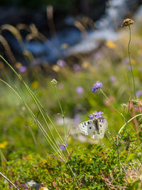 Close-up of fresh wildflowers in field