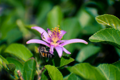 Close-up of a flower and leaves