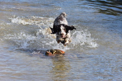 Dog running in the sea