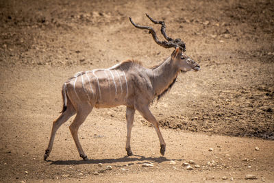 Male greater kudu walking with muddy antlers