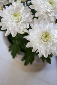Close-up of white daisy flowers