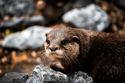 Close-up of seal