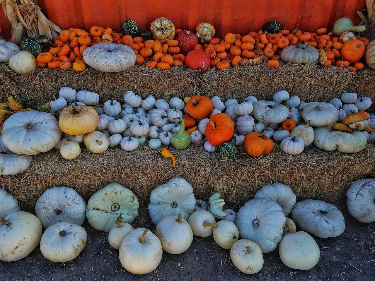 PUMPKINS FOR SALE AT MARKET STALL