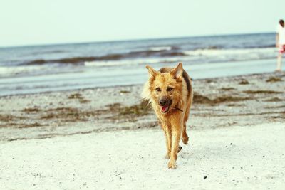Dog on beach