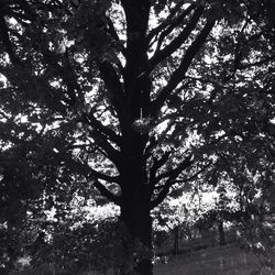 Trees growing in sunlight